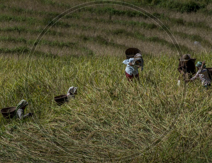 Lady Farmers in Paddy Fields in Daporijo to Aalo, Bararrupak Village