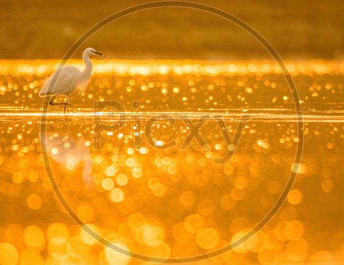 Little Egret, in golden hour