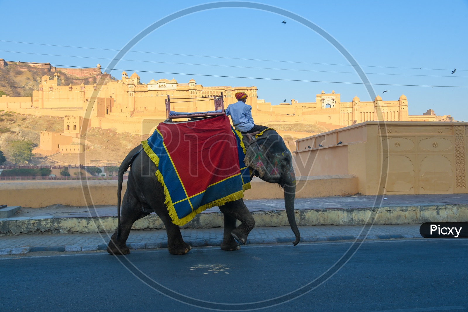 Elephant passing Amber Fort