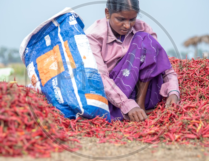a woman grades red chillies out of the unripen chillies.