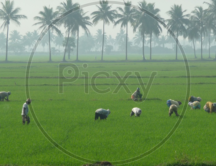 Farmers working in Agriculture Fields