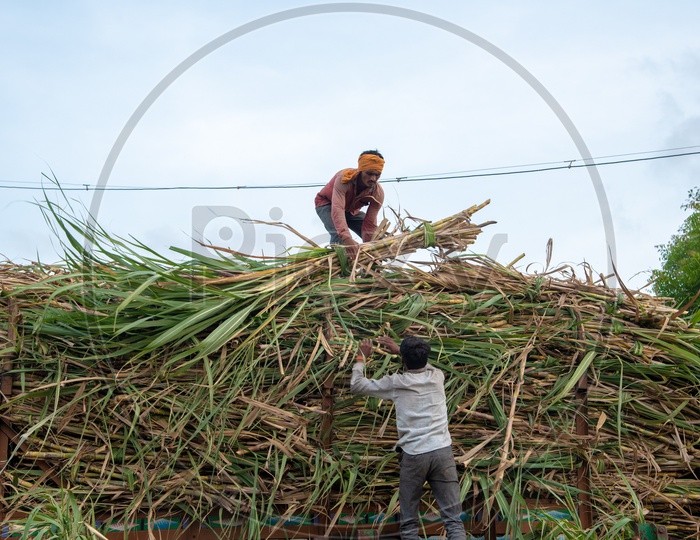 Farmers loading sugarcane crop on trucks