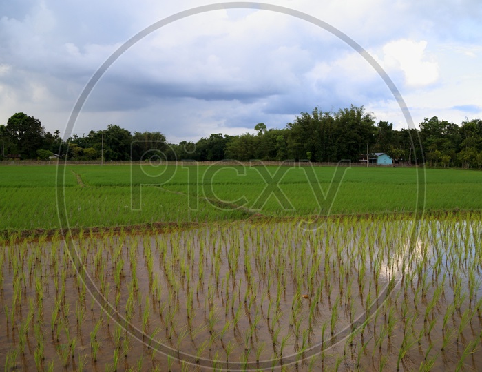 Steps of rice cultivation