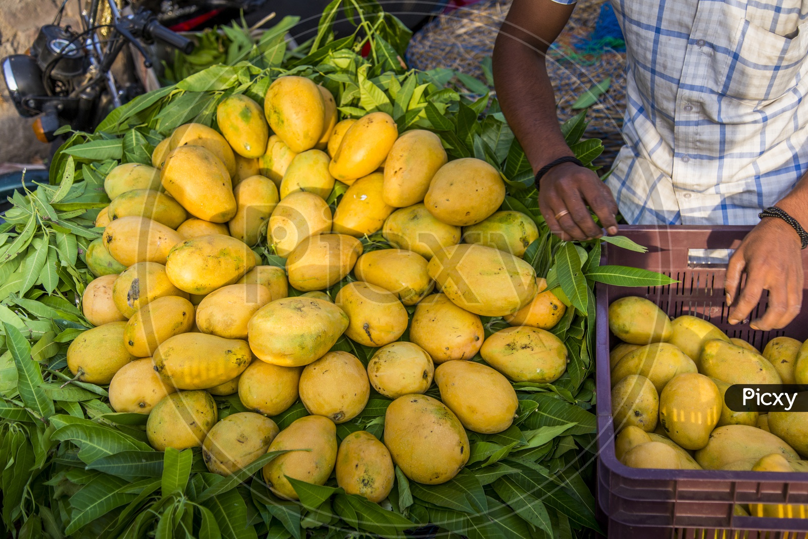 Mangoes in Kothapet Fruit Market, Hyderabad