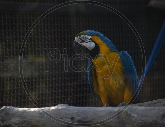 Blue and yellow macaw parrot
