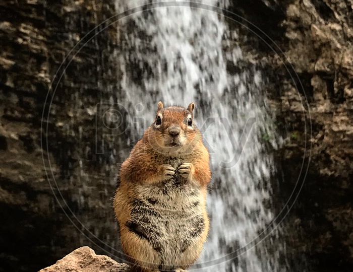 Squirrel in its habitat