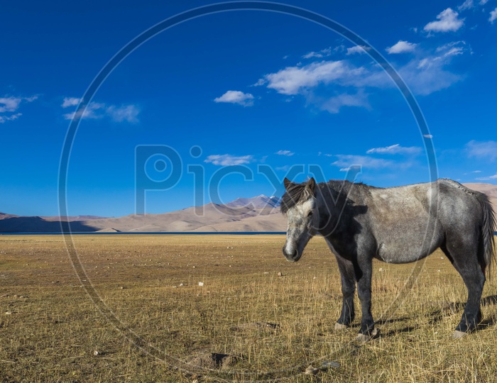 A Horse grazing amidst Snow Capped Mountains and Lakes of Leh Ladakh