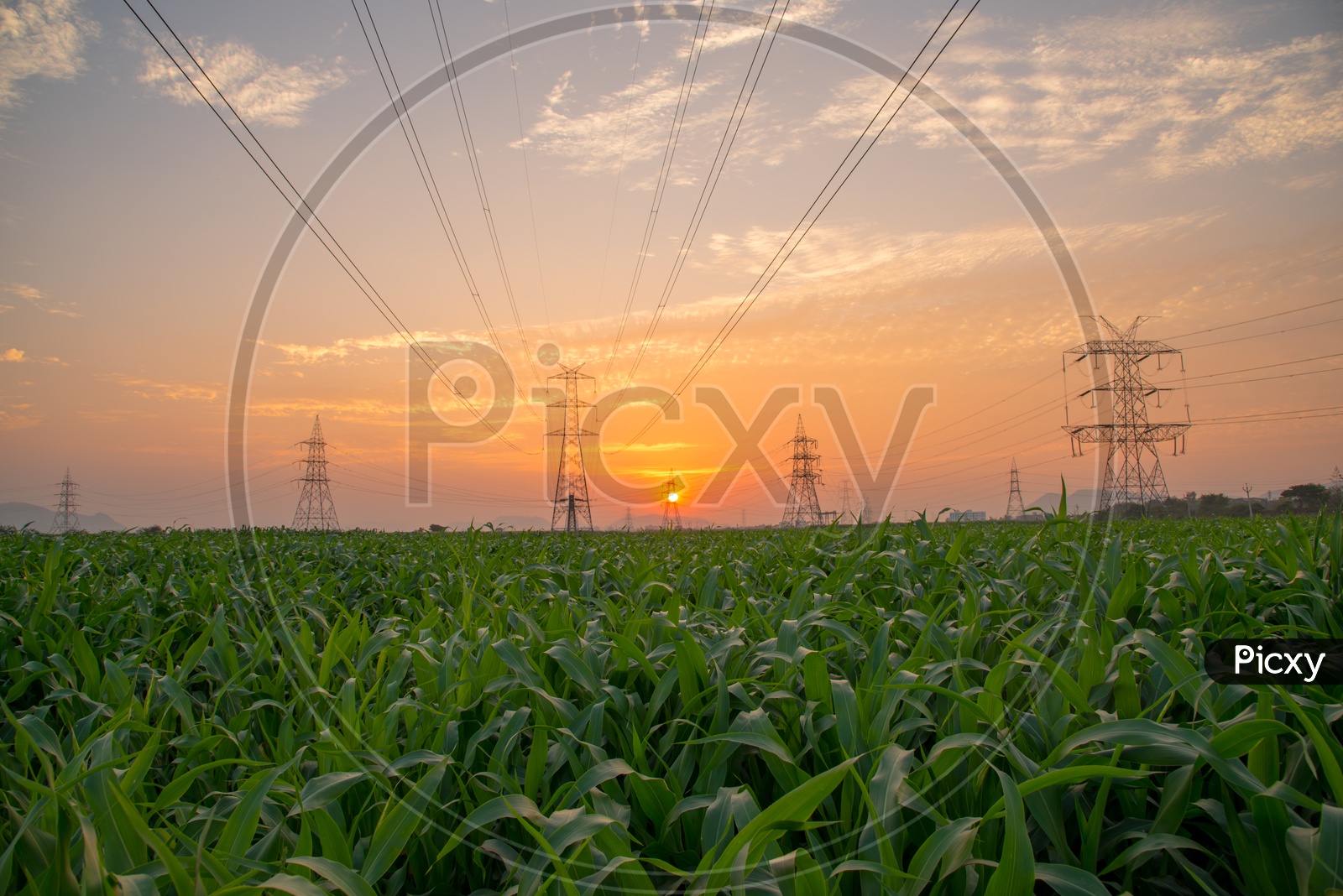Millet fields and Electrical poles