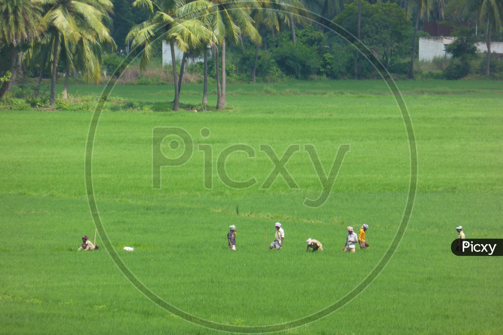 Farmers working in Lush Green Agriculture Fields