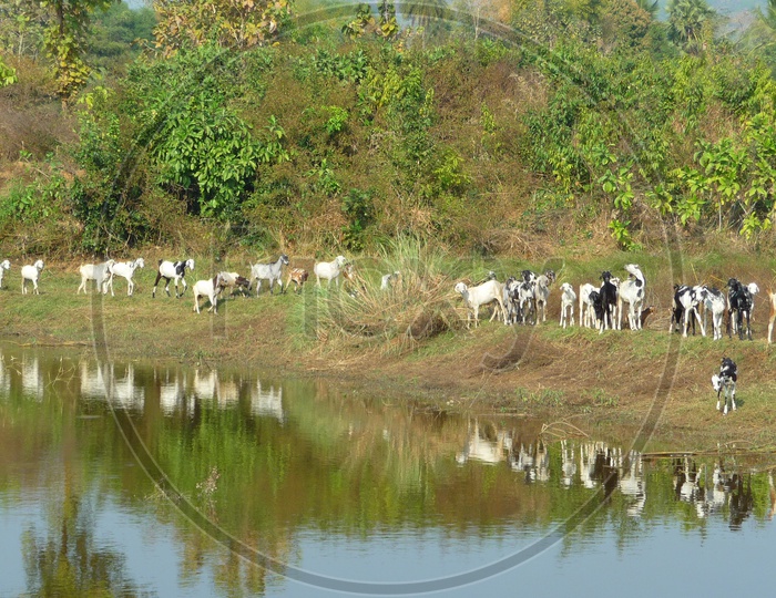 Goats near Pond
