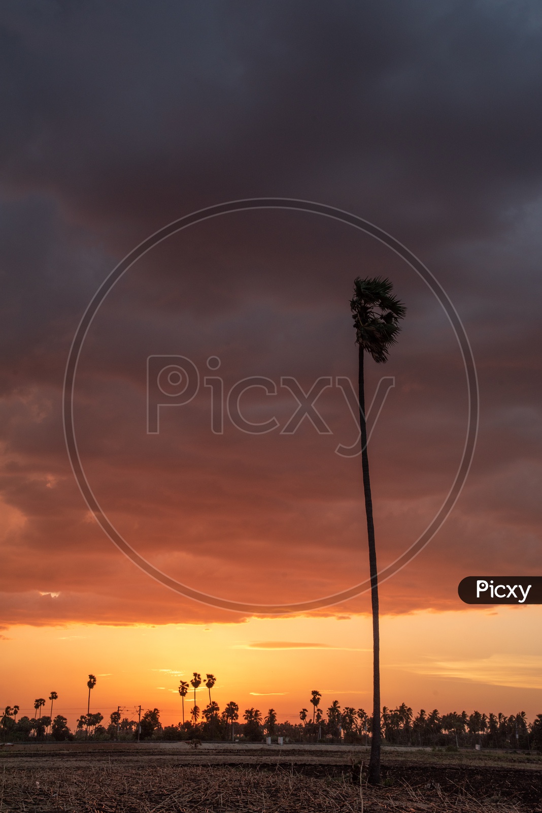 a palm tree during sunset.
