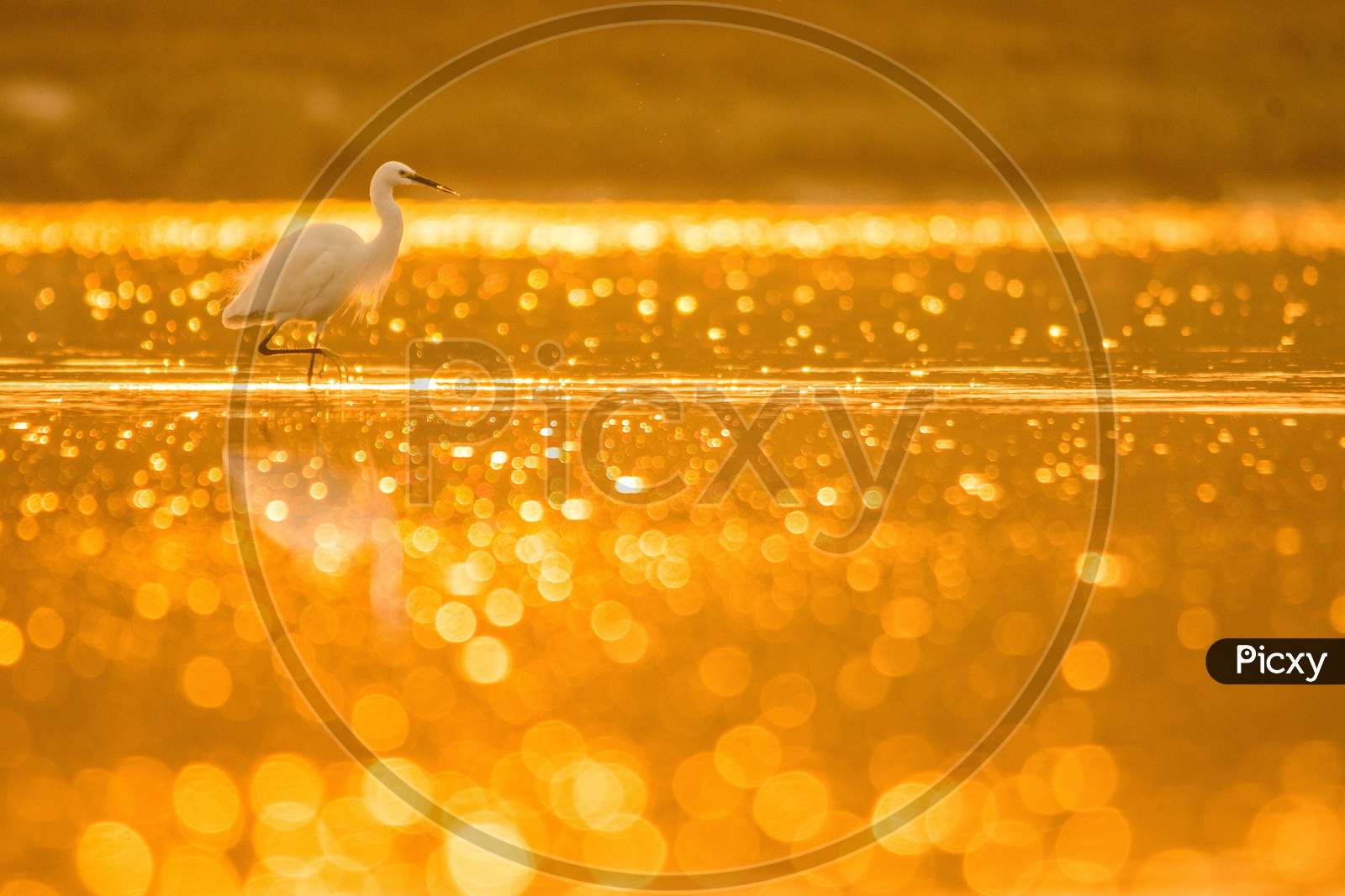 Little Egret, in golden hour