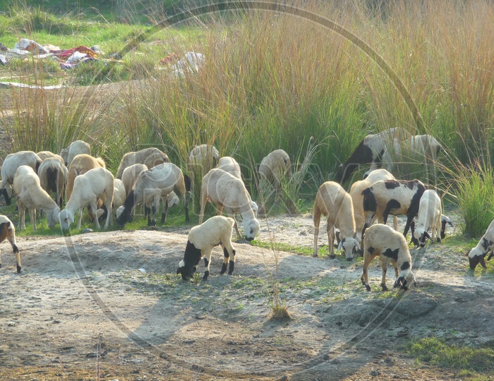 Goats/sheep