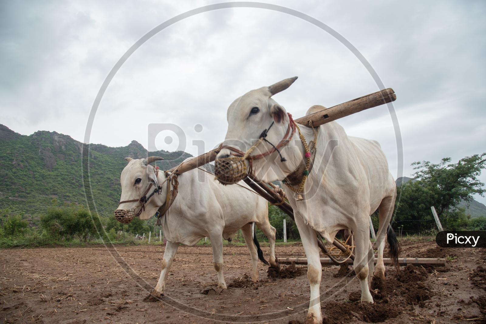 Ploughing a farm with Oxen