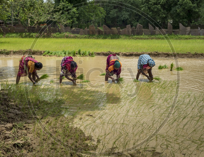 Female Farmers Planting Paddy Saplings
