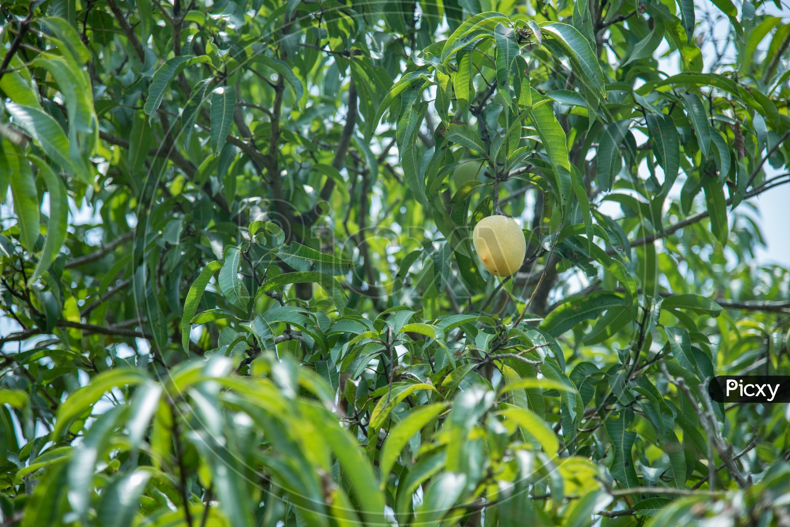 A naturally ripen Mango on Tree.