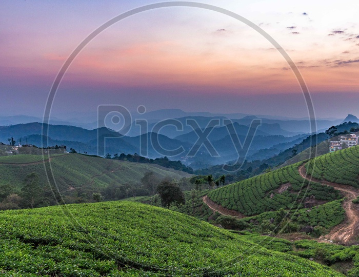 Tea Plantations of Munnar