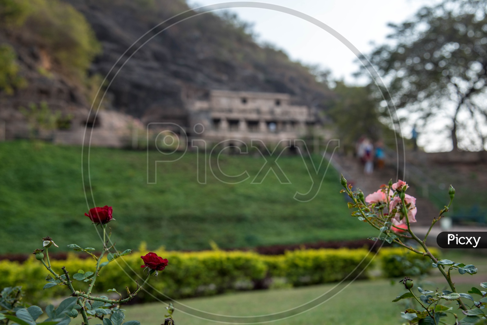 Image of Flowers at Undavalli Caves,VijayawadaAL014633Picxy