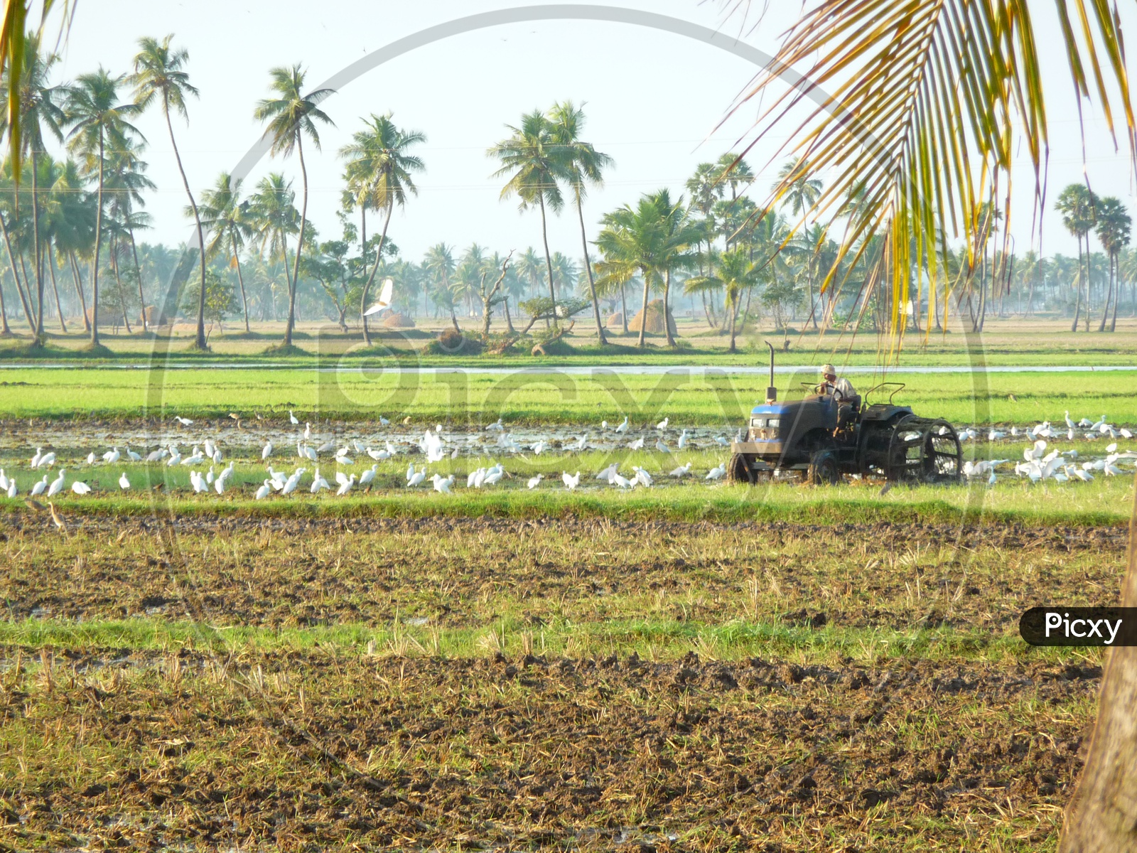 Tractor in Agriculture Fields