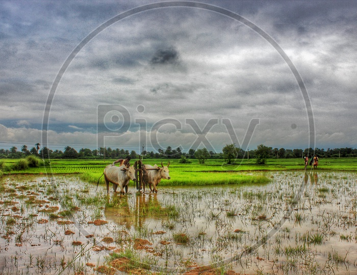 Agricultural Fields, Jhargram