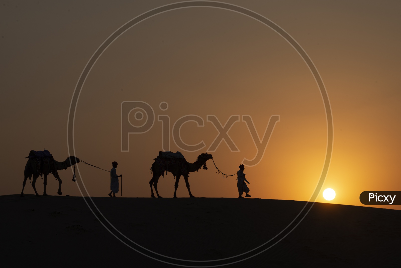 Camels in Desert