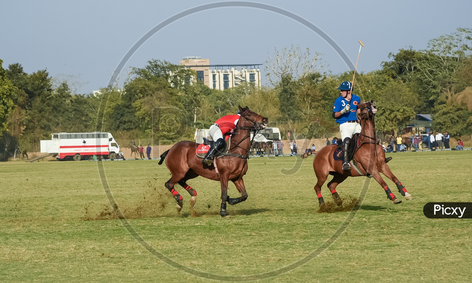 Horses in action at Polo Match