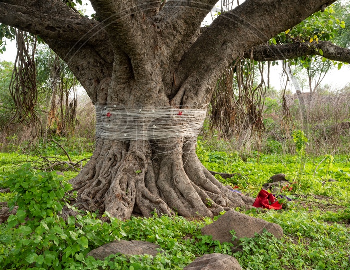 Peepal Tree / Banyan Tree with threads tied to it on Aashad Somavar (Religious Festival)