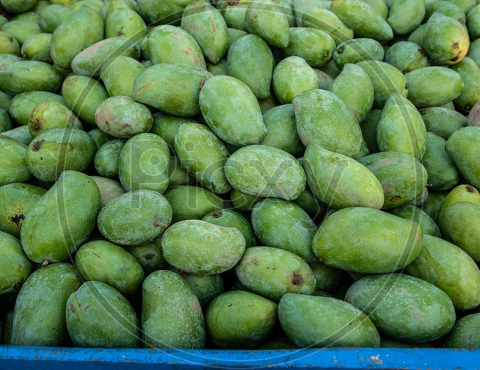 Raw Mangoes for Pickles