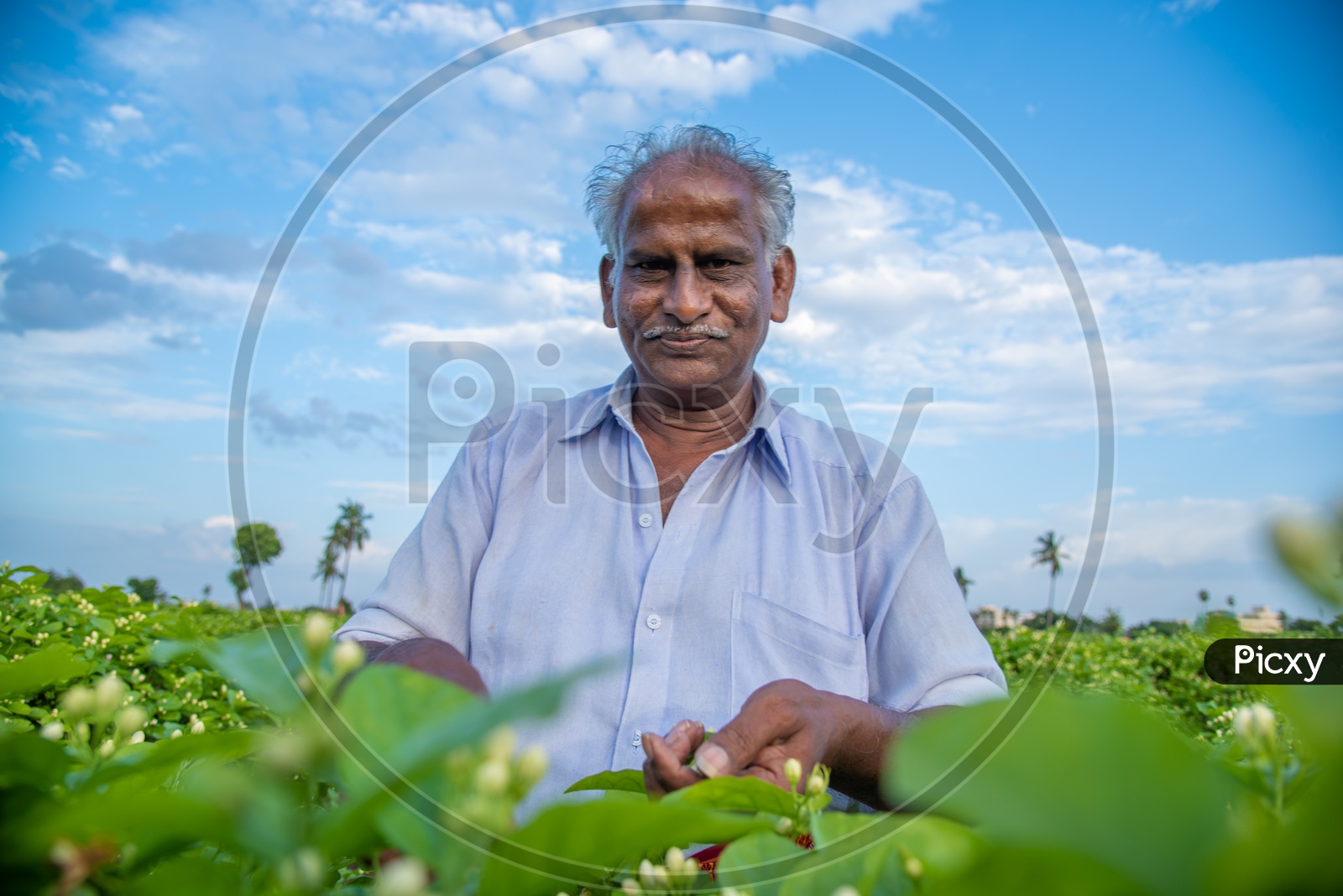 a smiling farmer plucking jasmine flowers from his field.