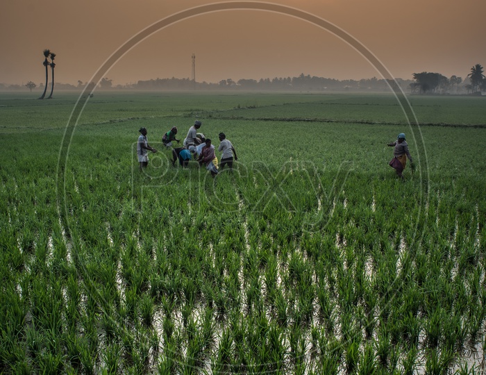 farmers in paddy fields