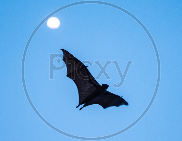 Fruit Bat