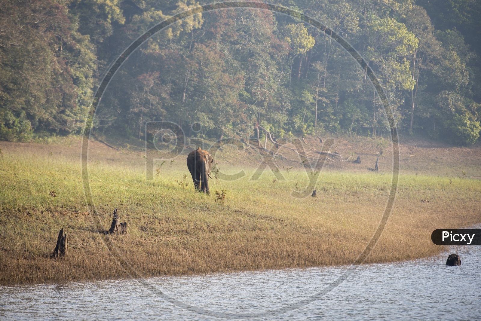 Elephant at Periyar Lake
