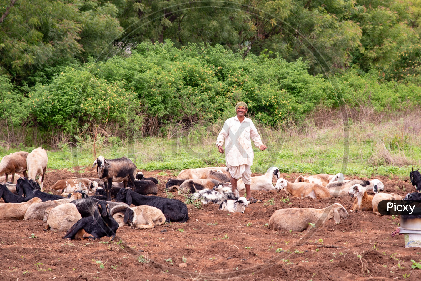 Nomadic Shepherd with goats taking temporary stop on a farmland in Wadgaon village