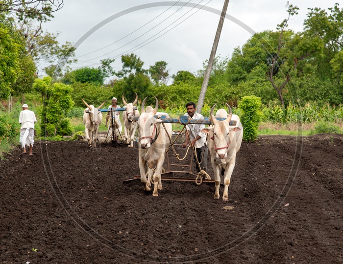 Farming in Maharashtra using bullocks in the traditional way