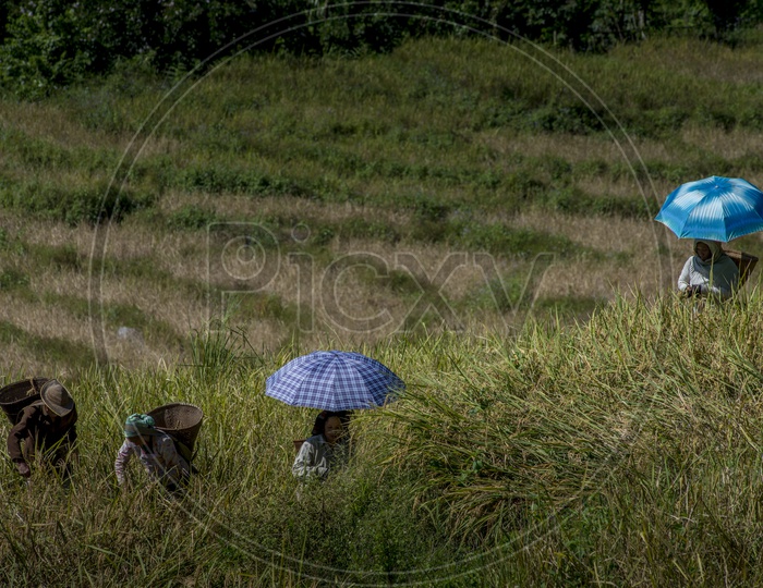 Female Farmers in Paddy Fields in Daporijo to Aalo, Bararrupak Village