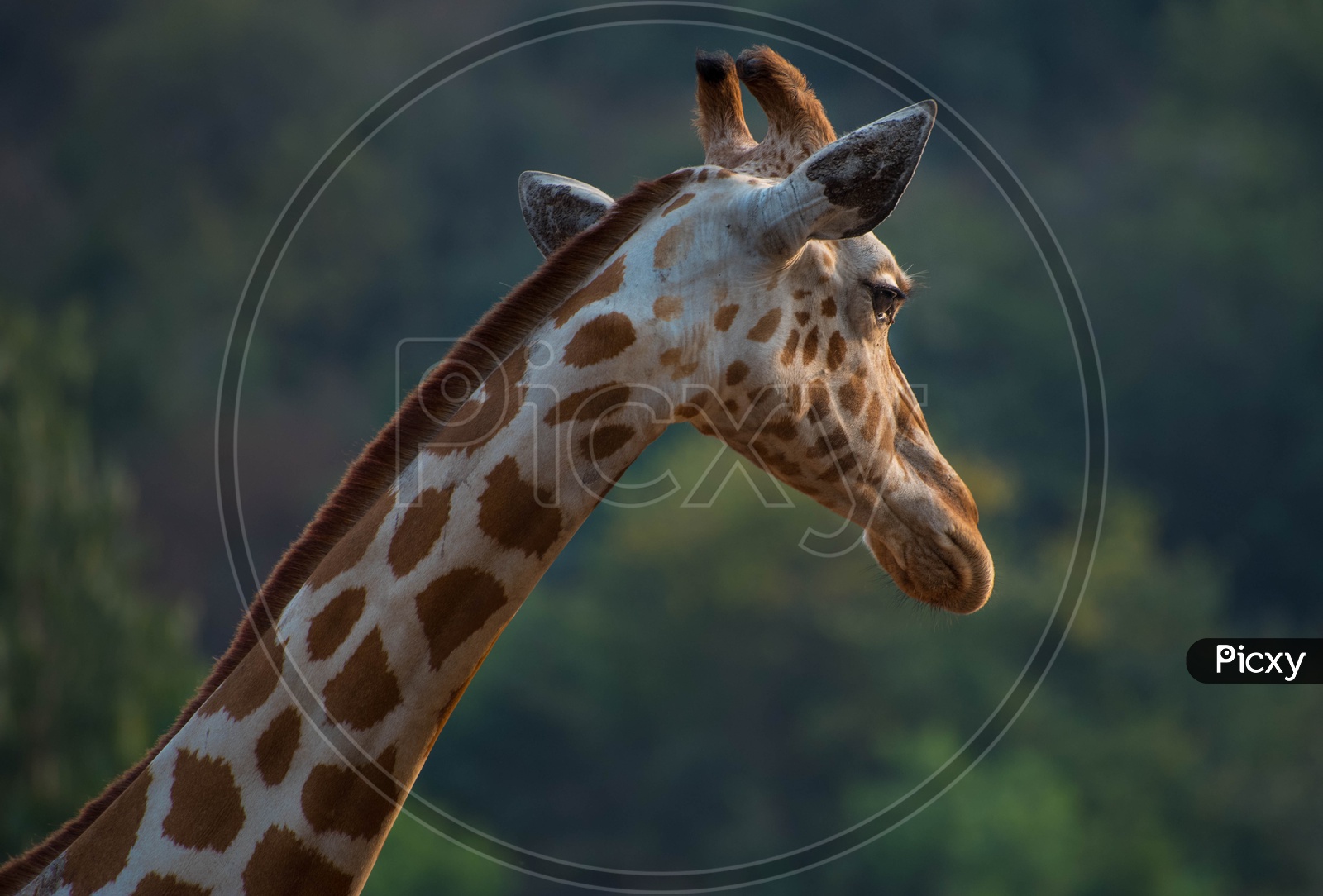 Sunlit Giraffe