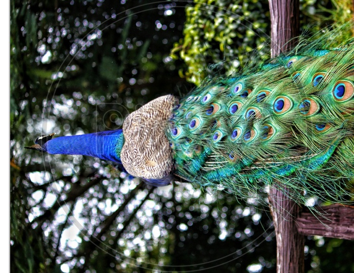 Peacock ready to open her Feathers