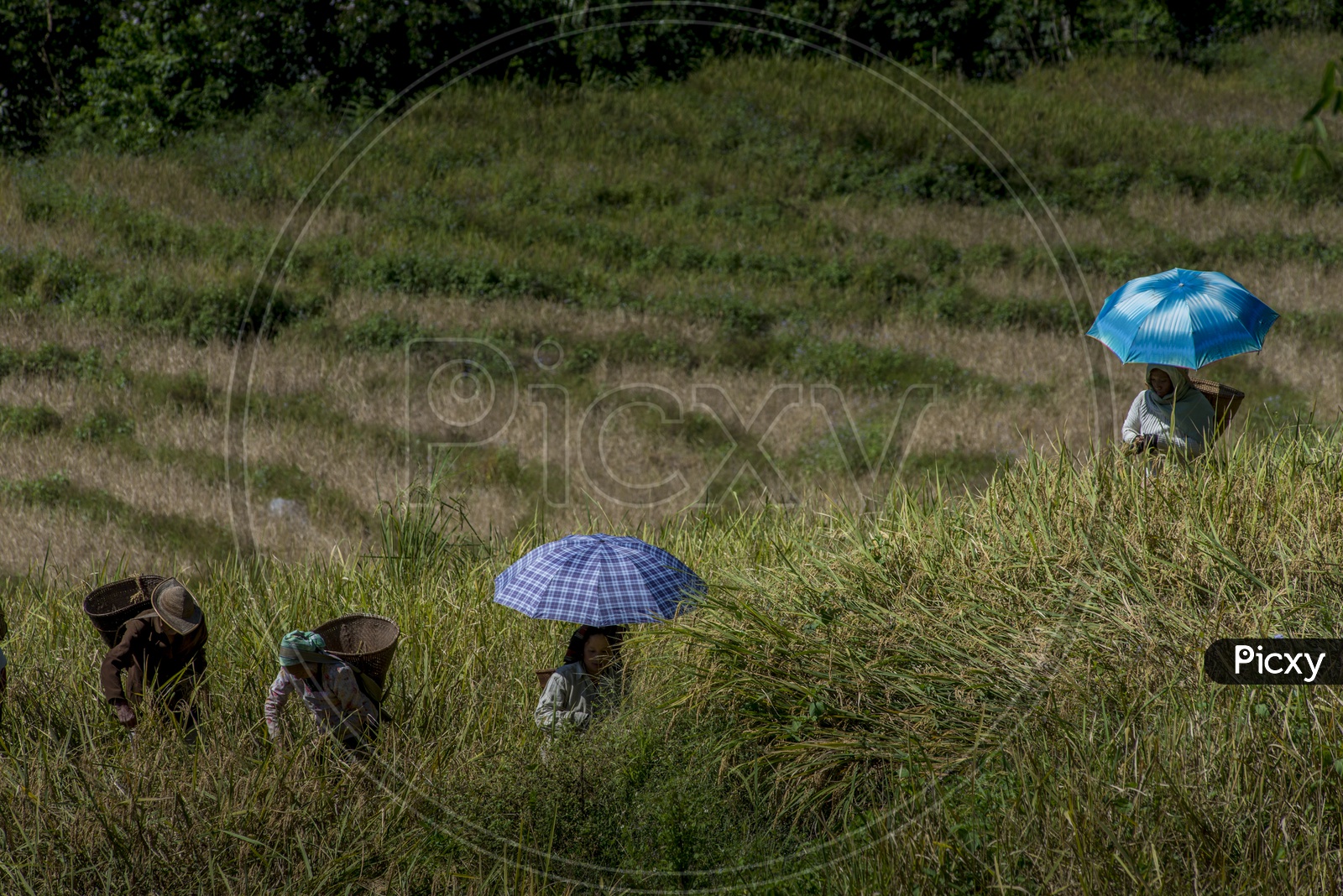 Female Farmers in Paddy Fields in Daporijo to Aalo, Bararrupak Village