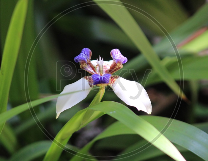White and Purple Flower