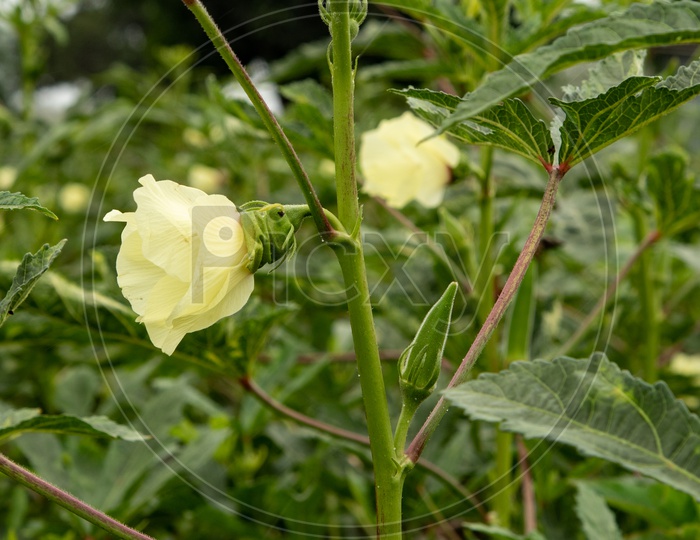 Ladyfinger Plant (Okra, Bhindi, Bendakai, Ladyfinger)