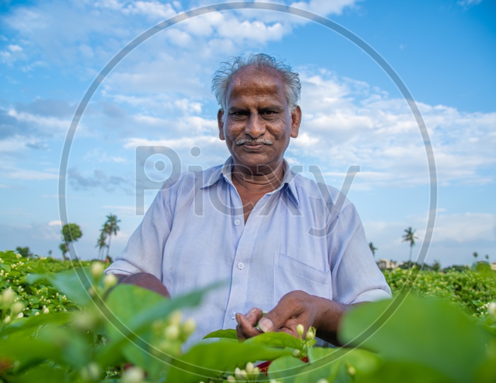 a smiling farmer plucking jasmine flowers from his field.