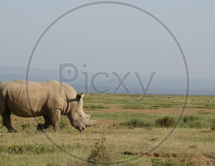 wild life rhinoceros