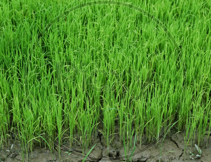 Rice cultivation.