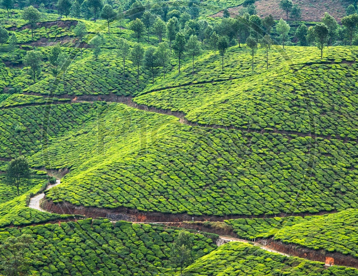 Tea Plantations at Munnar,Kerala.