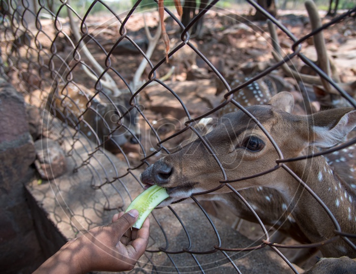 Feeding Deers at Deer Park Tirumala Walk Way, Tirupati