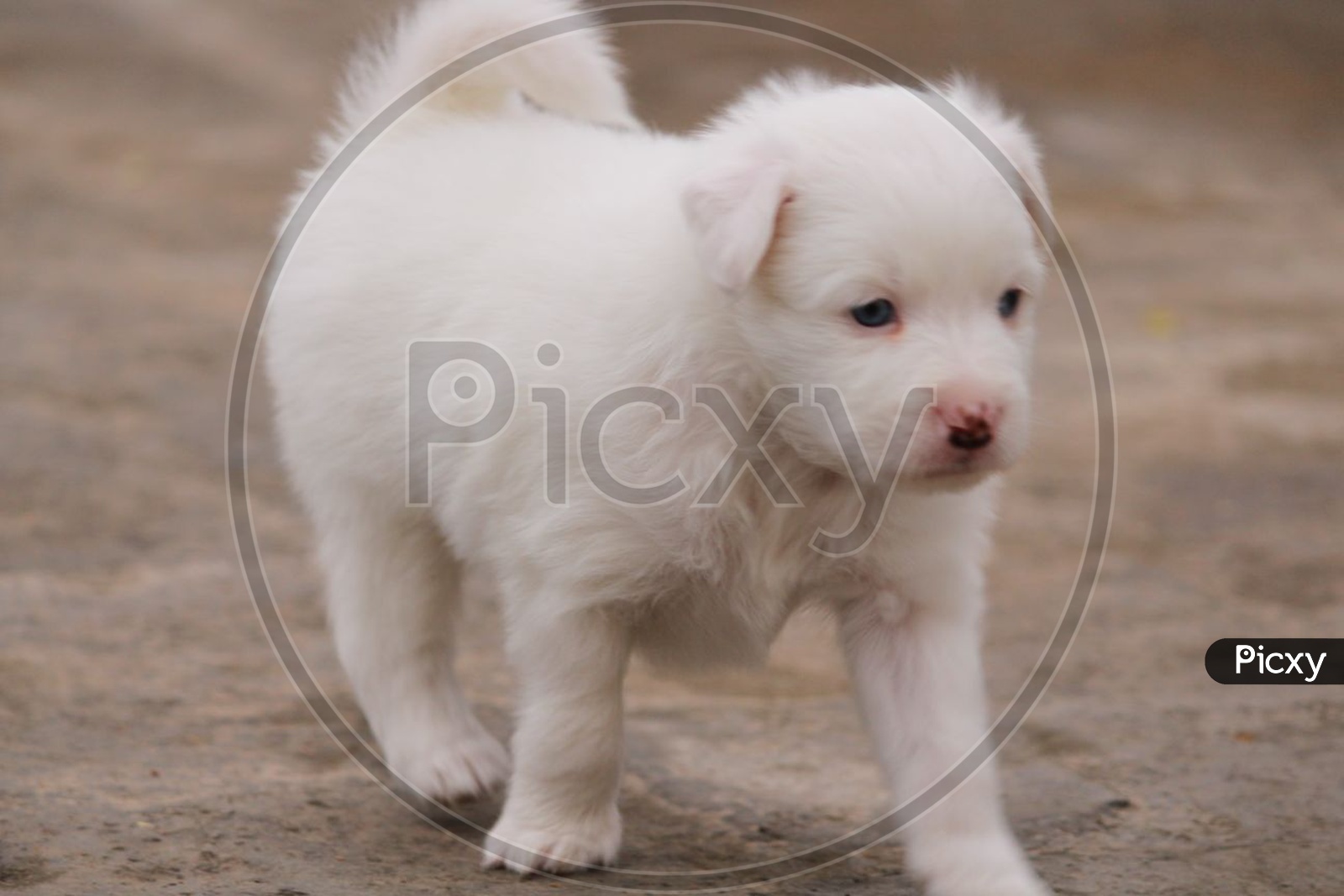 Blues Eyes White Pomeranian Pup