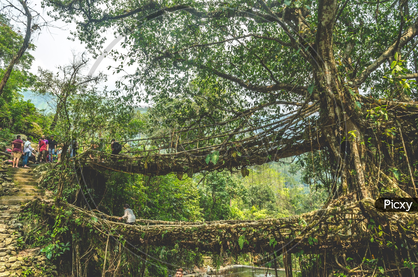 Living Roots Bridge