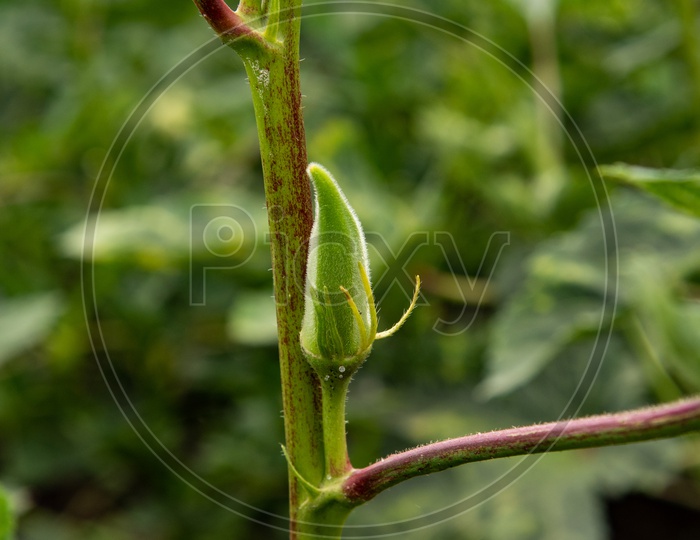 Ladyfinger Plant (Bhindi, Okra, Ladyfinger, Bendakai)