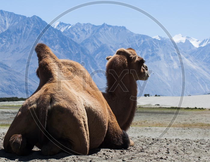 Camel in Nubra Valley, Ladakh
