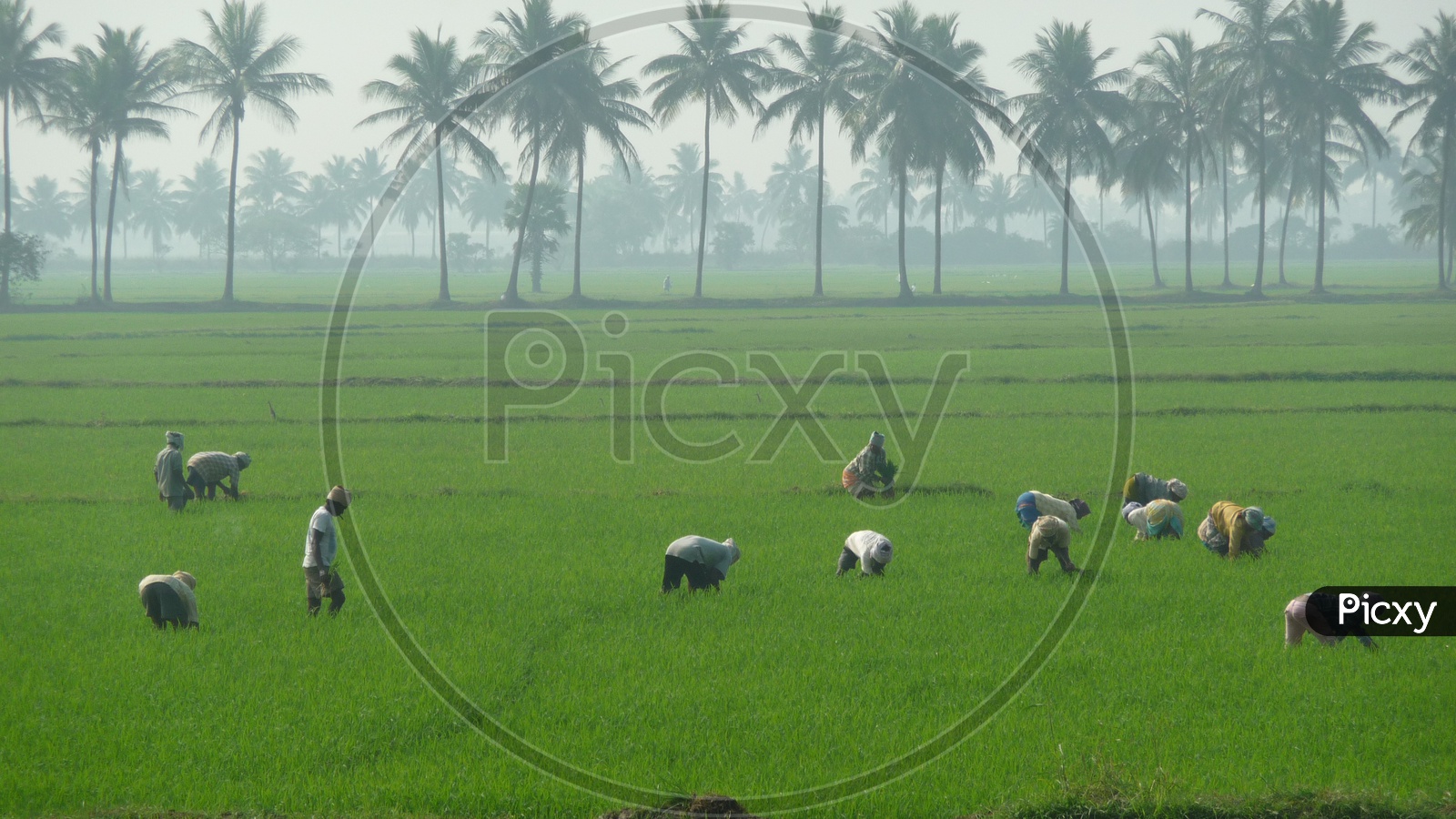 Farmers working in Agriculture Fields
